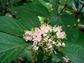 Callicarpa japonica